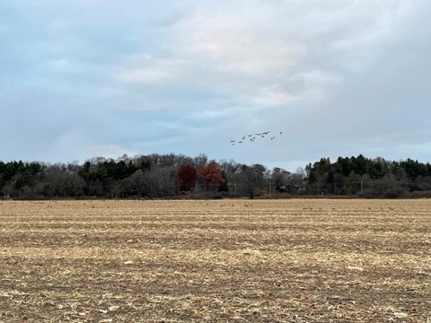 geese
